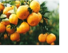出售400万斤优质柑橘