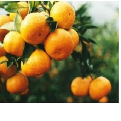 出售400万斤优质柑橘