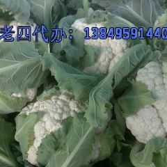 秋季白菜花大量上市