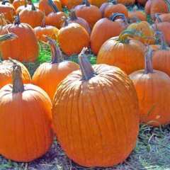 潍坊市董敬伟：红栗2号11月上市