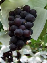 锦州市小李子：巨峰葡萄11月上市
