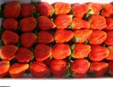徐州市梅景：美国甜查理草莓12月上市