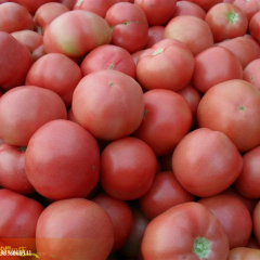 临沂市翟纪良：硬粉西红柿11月上