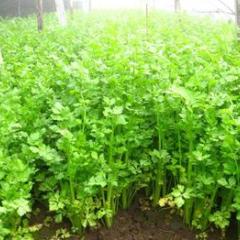 济南市张先生：芹菜11月上市