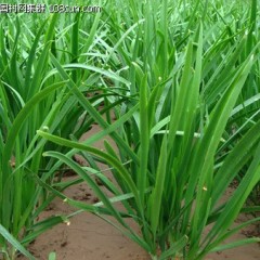 开封市王先生： 富生韭菜11月上市