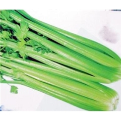 莆田市李明海：西芹11月上市