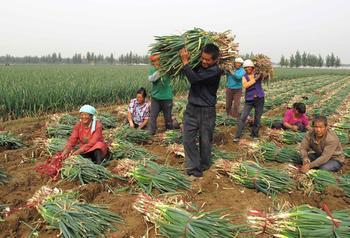 潍坊市刘军启：日本铁杆大葱4月上市