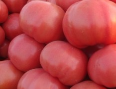 德州市宋建才：粉红西红柿11月上市