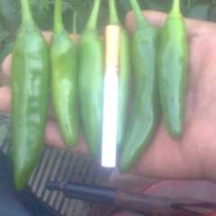 济宁市王启发：干辣椒常年供应