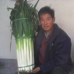 青岛市梁程迪：日本铁杆大葱（钢葱）11月上市