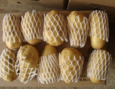 潍坊市史孝铎：荷兰十五土豆11月上市