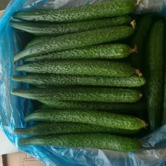 德州市刘春祥 德州黄瓜基地已大量上市