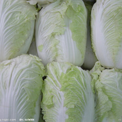 新乡市郭华丽：东京9号11月上市