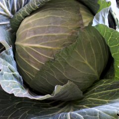 山东平度奥奇（扁包）甘蓝5月底上市