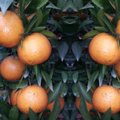 东莞柑橘11月上市