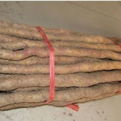 聊城市华健农业科技有限公司：铁棍山药12月上市