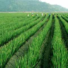 济南市郭先生：章丘王斤大葱11月上市