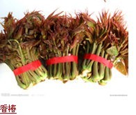 潍坊市王孔林：大棚香椿芽11月上市