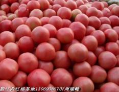 新乡市周瑞峰：祥瑞西红柿9月上市