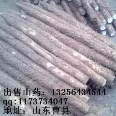 菏泽市李先生：九斤黄山药1月上市