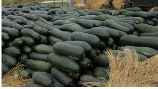 盐城市孟正强：铁冠军冬瓜8月上市