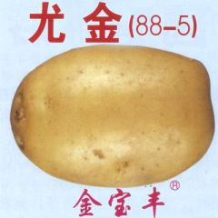 丹东市张忠强：尤金商品薯12月上市