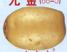 丹东市张忠强：尤金商品薯12月上市