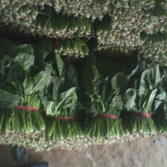 聊城市梁刚:大叶菠菜12月上市