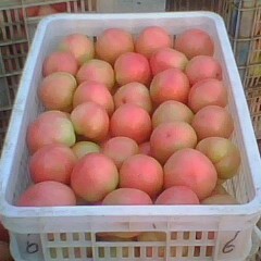 新乡市赵永乐：豫艺粉冠西红柿5月上市