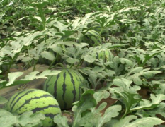潍坊市郝宝限：宝丽西瓜种子常年供应