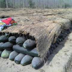 盐城市王长江：子弹头黑皮冬瓜12月上市