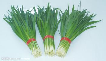 郑州市张刚强：丰抗雪韭——11月上市