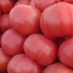 德州市宋建才：硬粉西红柿12月上市