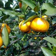 宜昌市胥海波：温州密柑9月上市