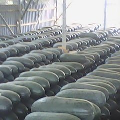 盐城市李旭祥：子弹头黑皮冬瓜9月上市