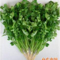 商丘市安信：香菜常年供应