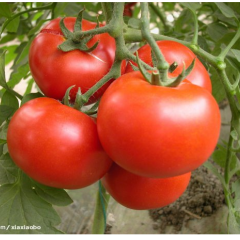 临沂市王飞：大红，粉红西12月上市