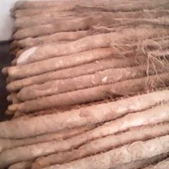 菏泽市黄汝明：九斤黄山药12月上市