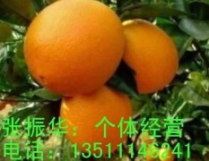 大量供应湖南迟熟柑桔、蜜柚、脐橙
