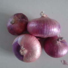 聊城红皮圆葱冷库保鲜储存