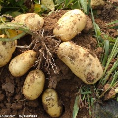 河北围场益民农资：克新一号土豆7月上市