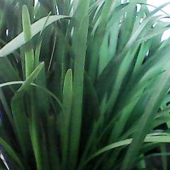 开封市王松山：平韭6号韭菜11月上市