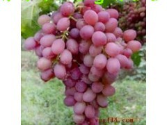 渭南市张经国：红提葡萄10月上市