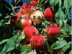 渭南市张经国：中华寿桃11月上市