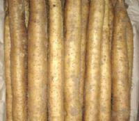 邢台市孙先生：麻山药11月上市