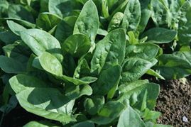 泰安市李振利:大叶菠菜12月上市