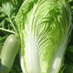 商丘市刘辉：青杂三号11月上市