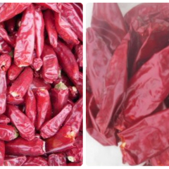 锦州市孙小明：北京红辣椒、朝天椒、12月上市