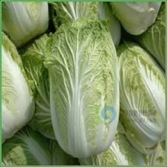 咸宁市刘国杰：娃娃菜12月上市