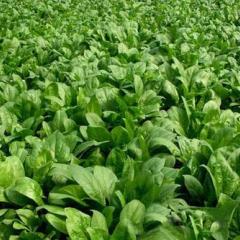 聊城市冯公秀:绿波菠菜12月上市